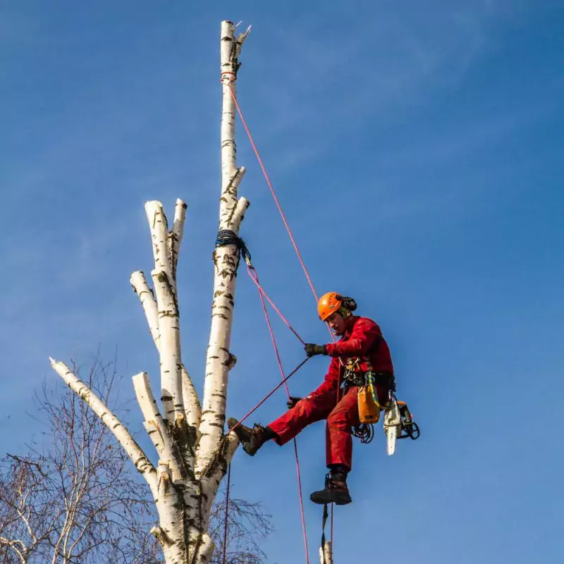 Арбористика: как сохранить здоровье деревьев и обеспечить безопасность окружающей среды RopeWorker3