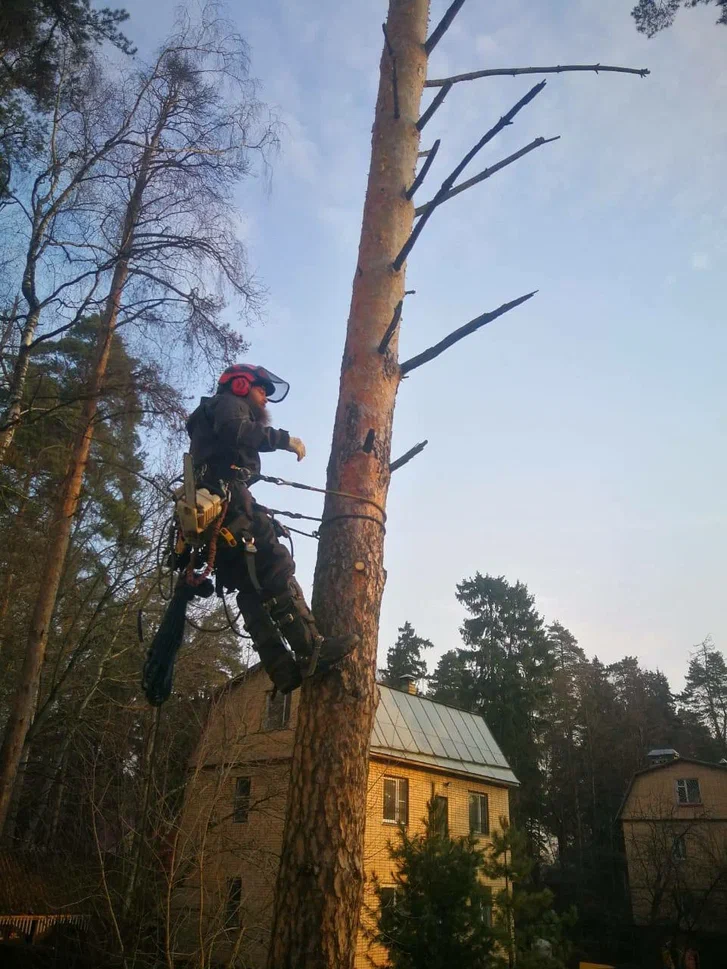Арбористика: как убрать опасные деревья с участка и запастись дровами на зиму